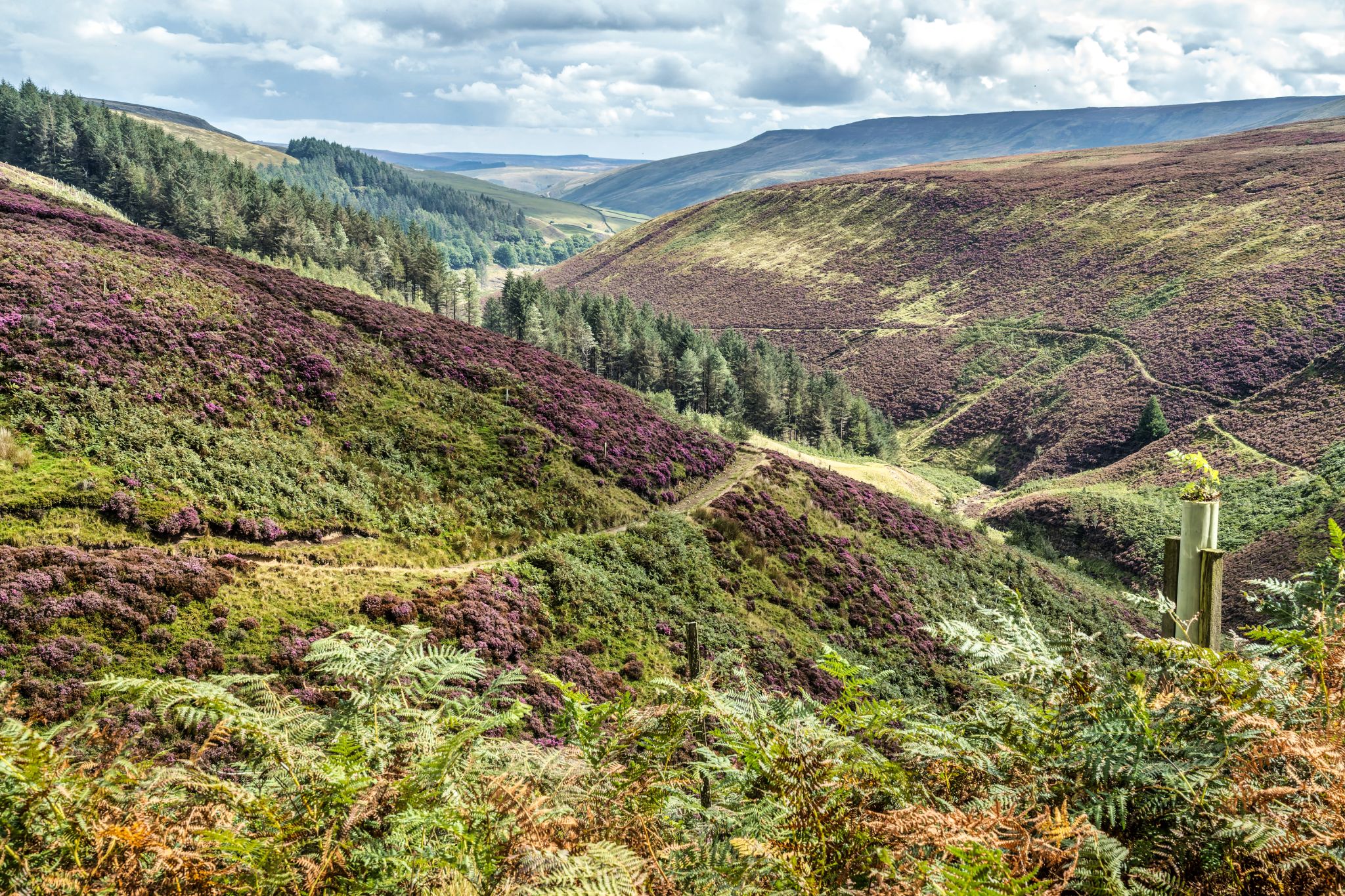 Wanderung in den Hope Woodslands